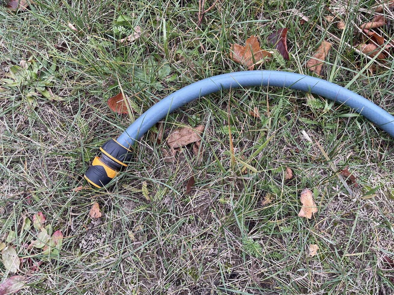 Garden hose laid out in vegetable garden rows photo