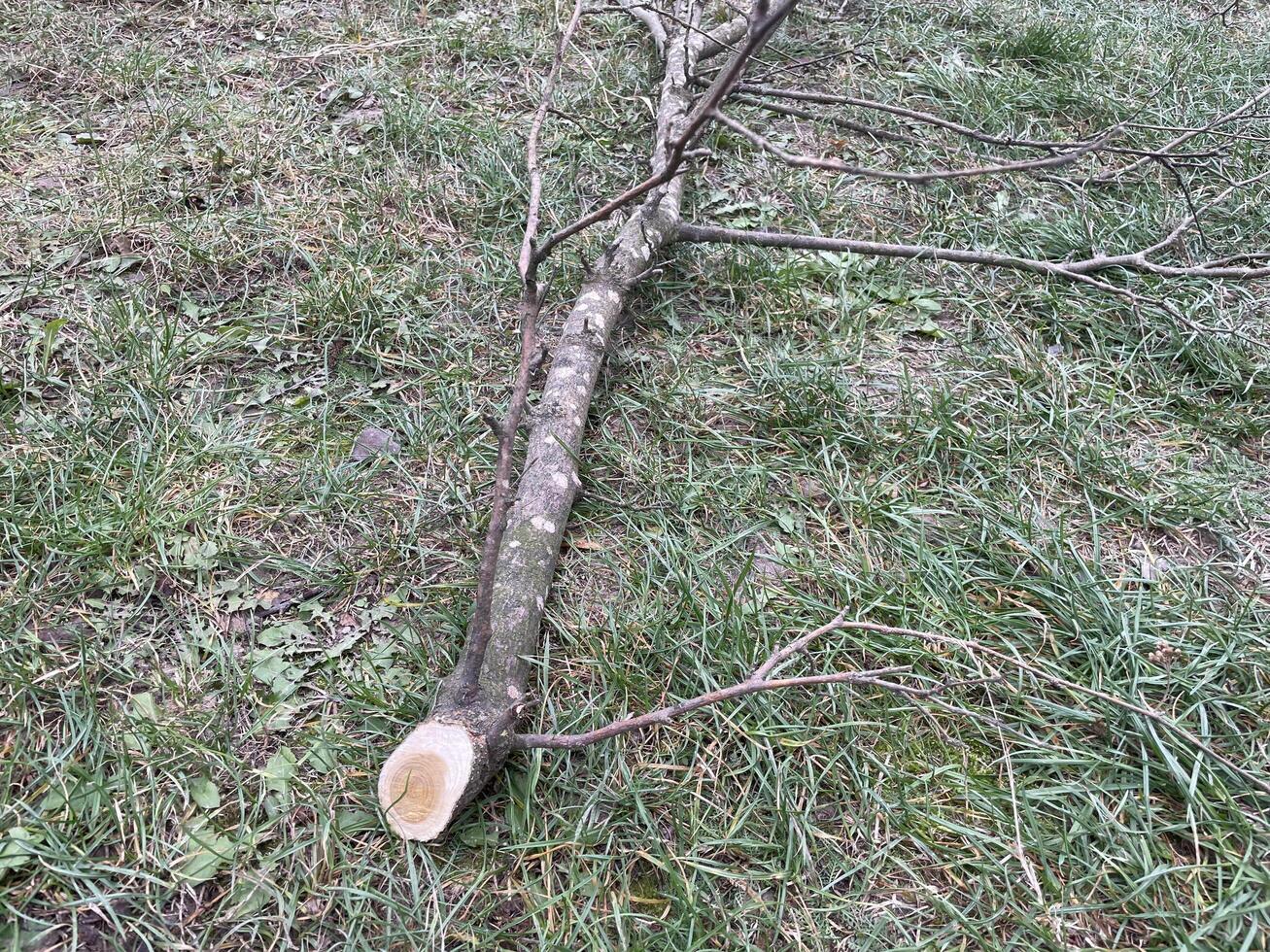 Professional branch trimming of an aged tree photo