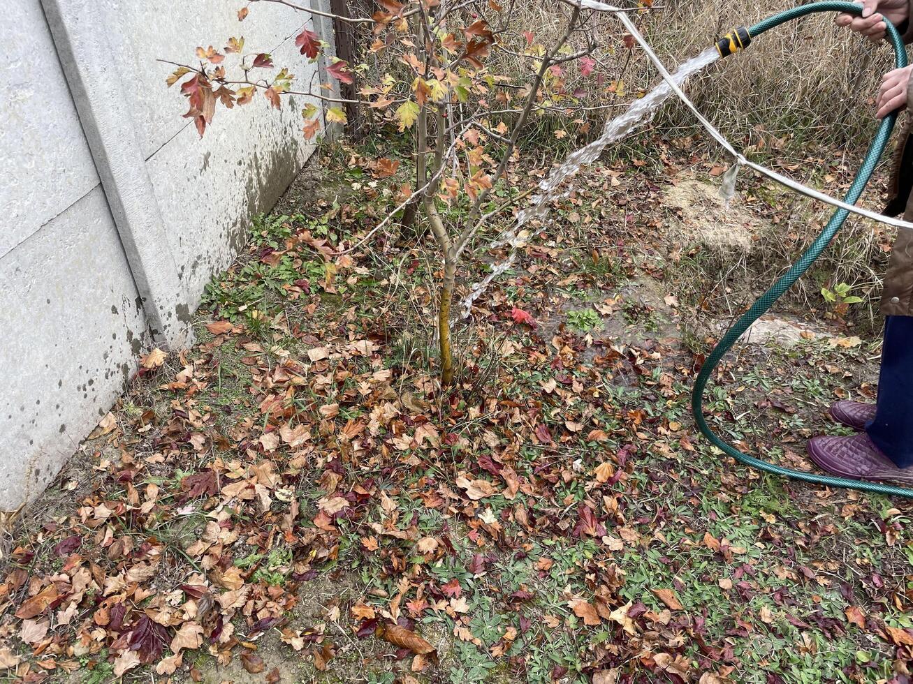 Watering the garden with a hose photo