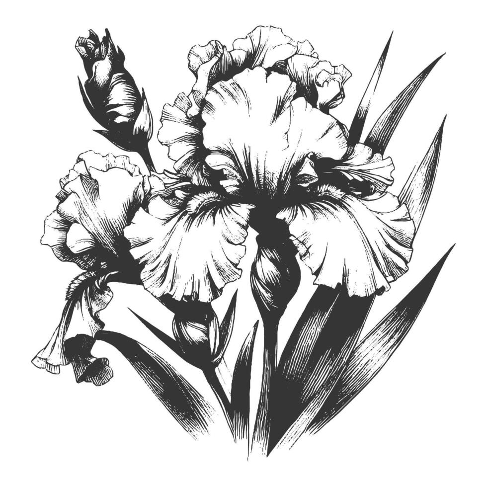 Black and white drawing of iris flowers vector