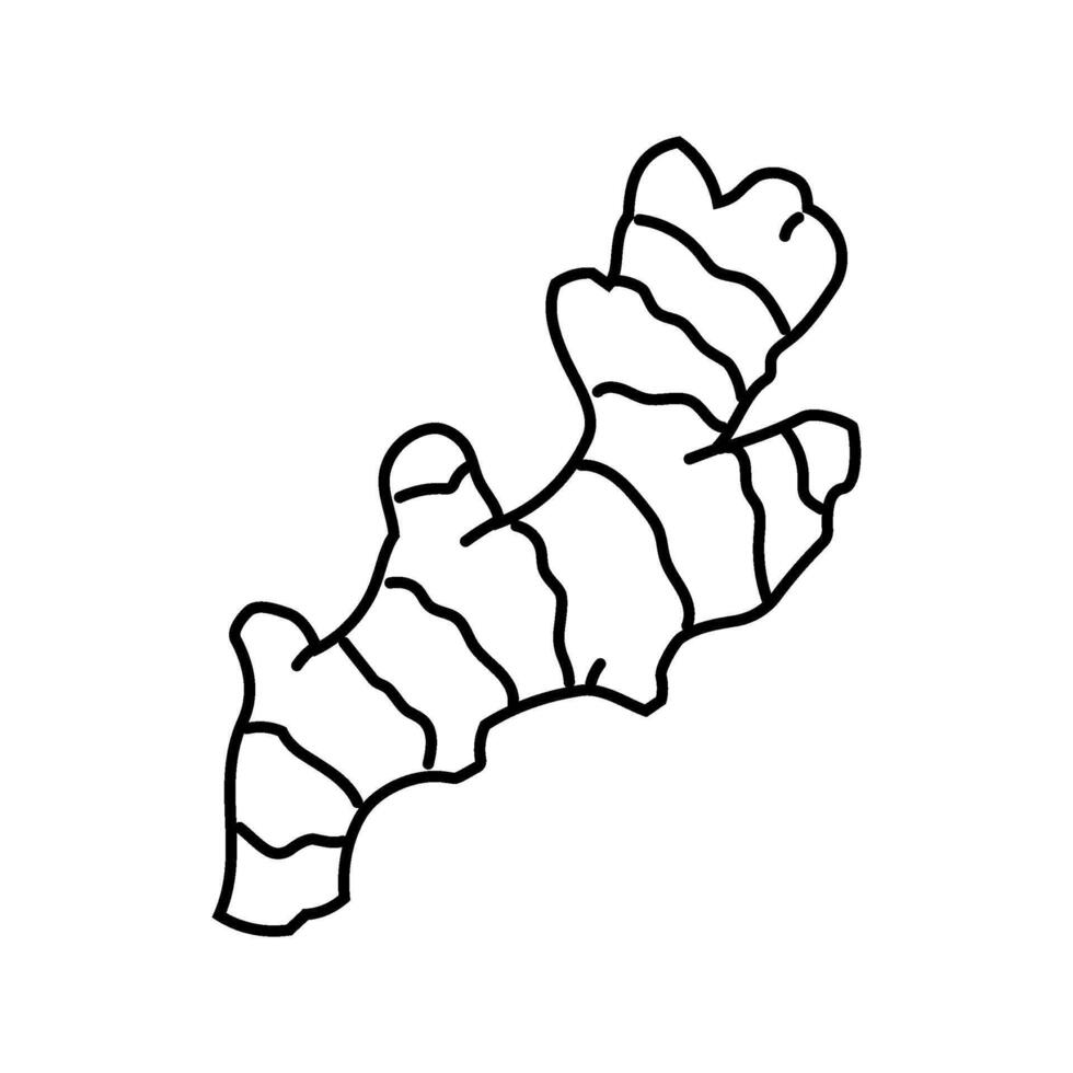 ginger root ayurvedic herb line icon illustration vector
