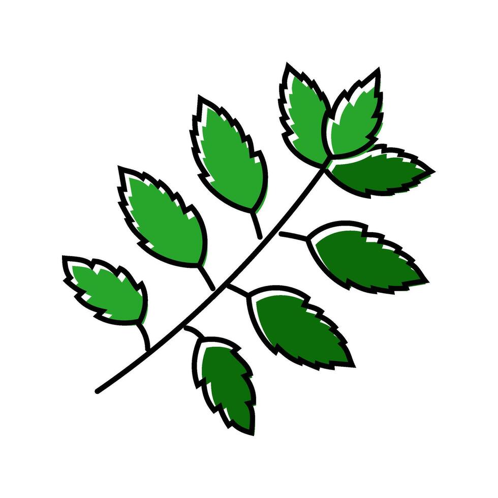 neem leaves ayurvedic herb color icon illustration vector