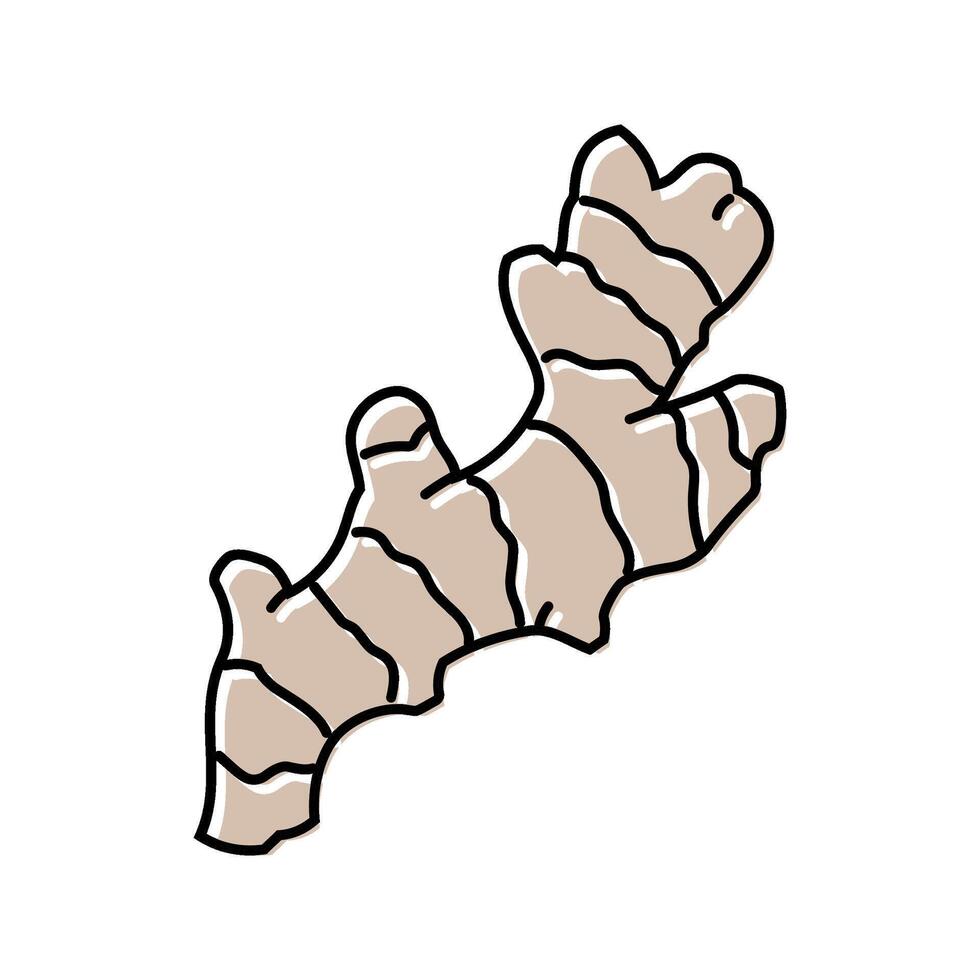 ginger root ayurvedic herb color icon illustration vector