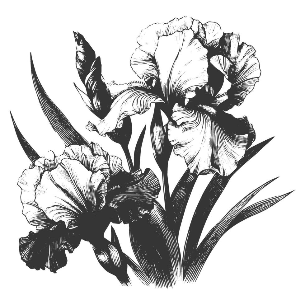 Black and white drawing of irises vector