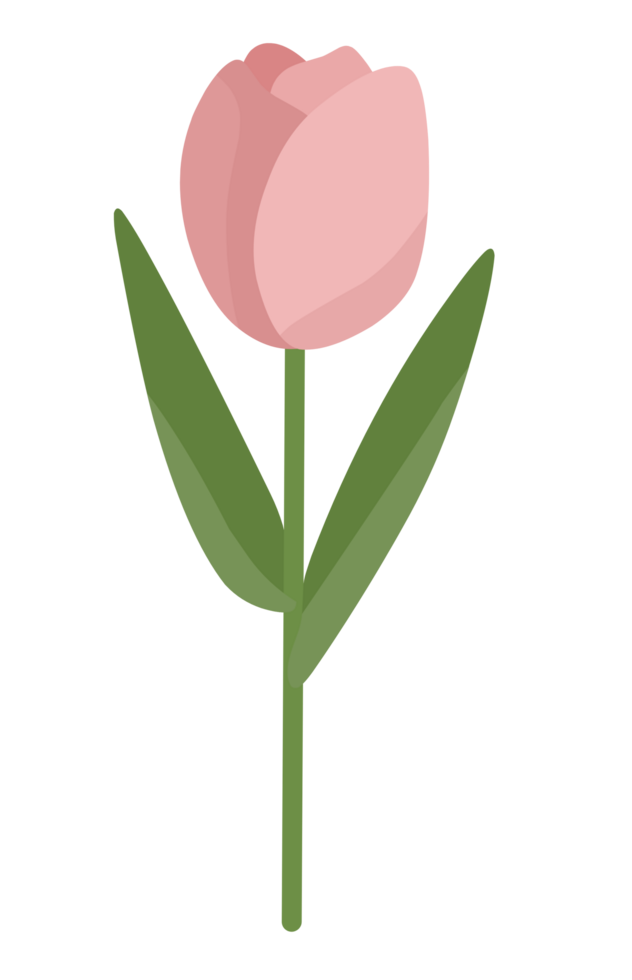 A pink tulip on a black background png