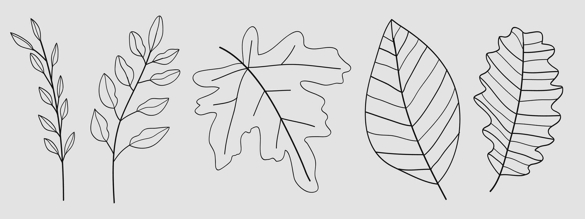 Set of leaves botanical hand- drawn. illustration vector