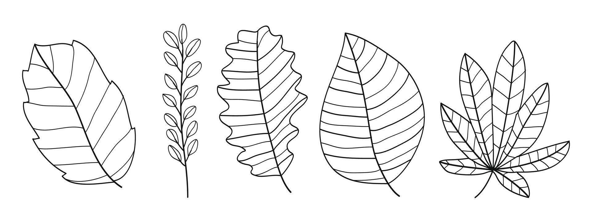 Set of leaves botanical hand- drawn collection. illustration vector