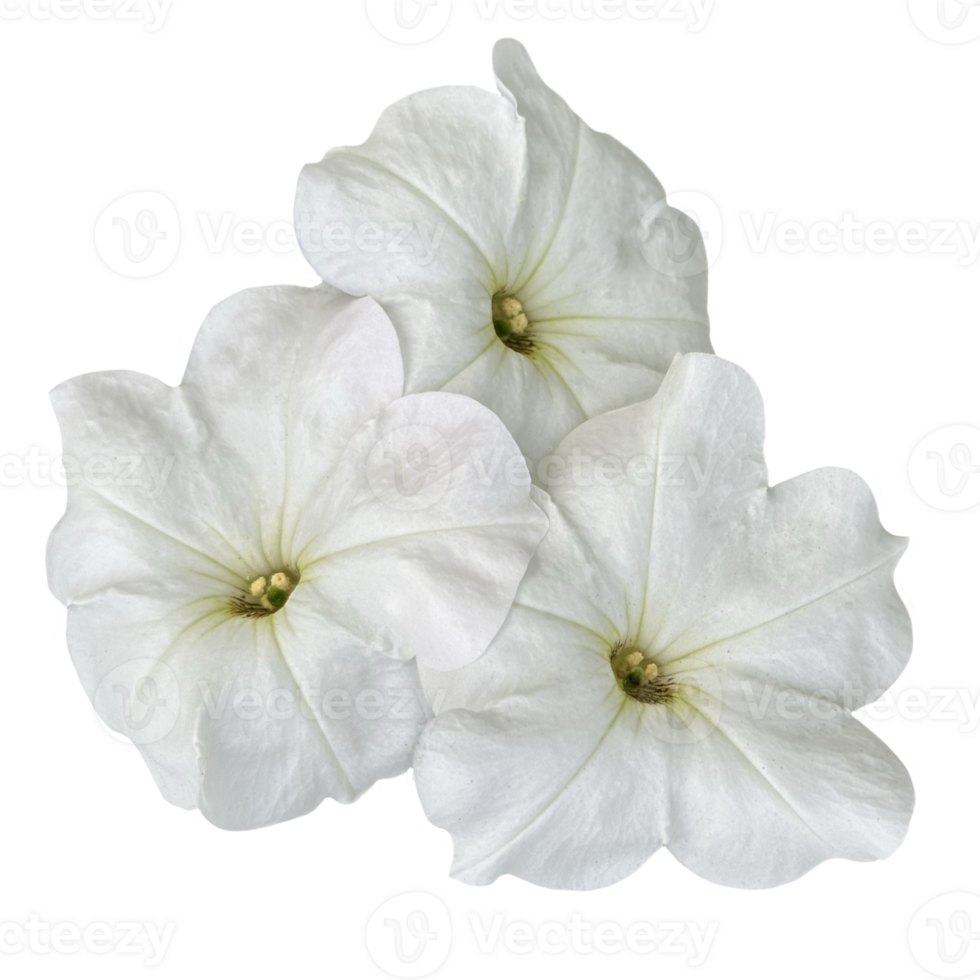 a group of white petunia flowers isolated from the background png