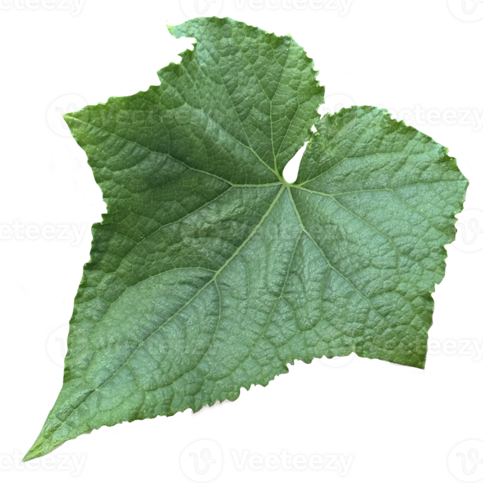 The green leaf of the vegetable cucumber isolated from the background png