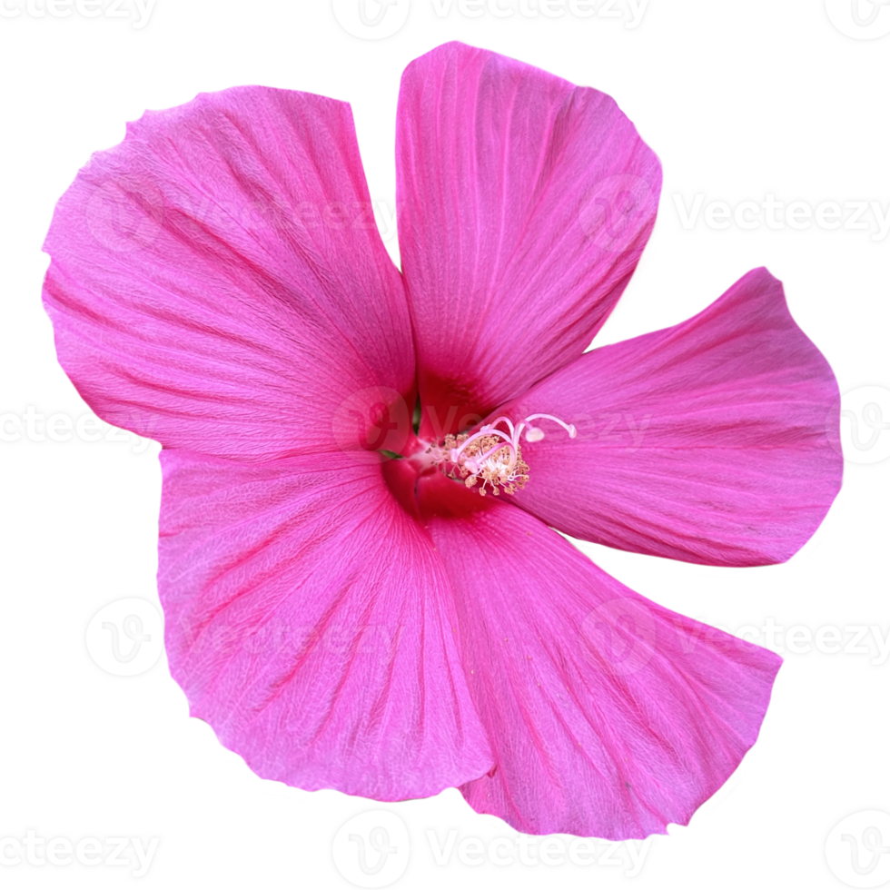 pink hibiscus flower isolated from the background png