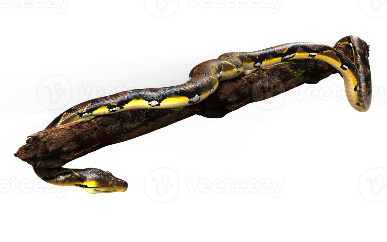 3d Illustration of A Golden Reticulated Python, Boa Constrictor The World's Biggest Snake Isolated Background. png
