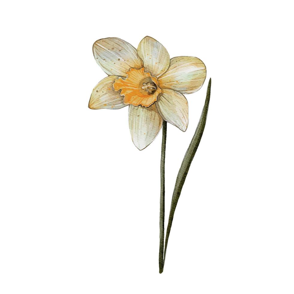 Spring Flower Narcissus. illustration On white background. Design flower shops, perfume labels, cosmetics, packaging, typography, textiles, tableware. Fragrances for the home. Festive bouquets vector