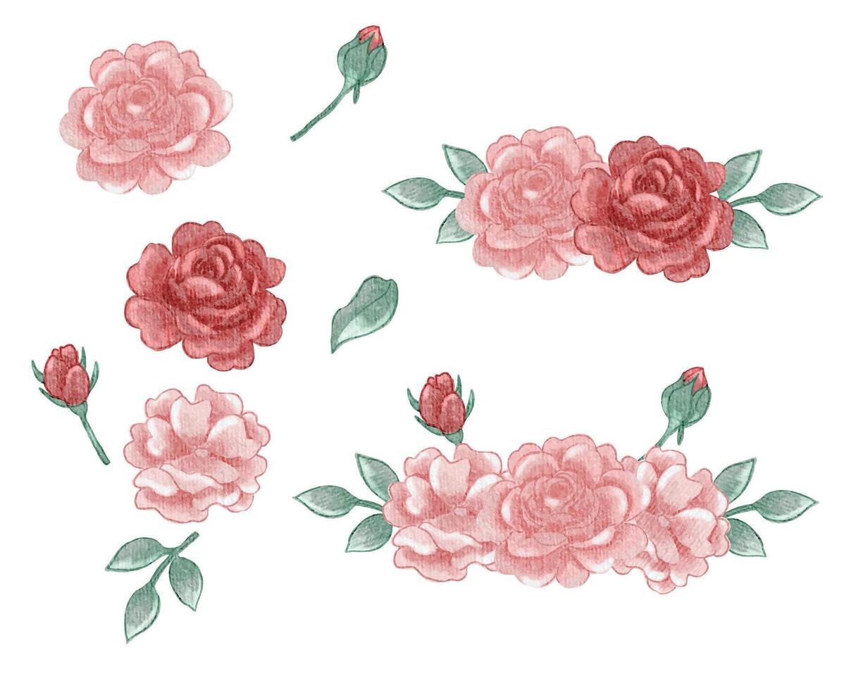 Pink and Red Watercolor Rose Flower Set vector