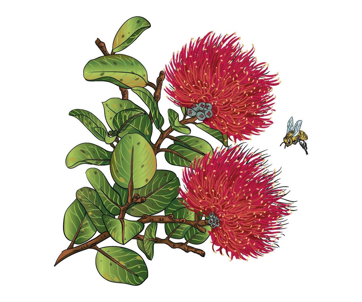 hand drawn botanical Ohia lehua Powder Puff or Calliandra with bee vector