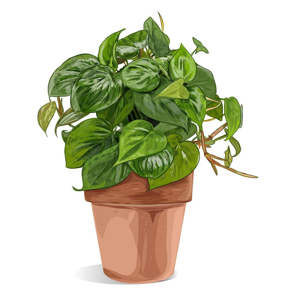 pathos plant doodle hand drawing botanical illustration vector