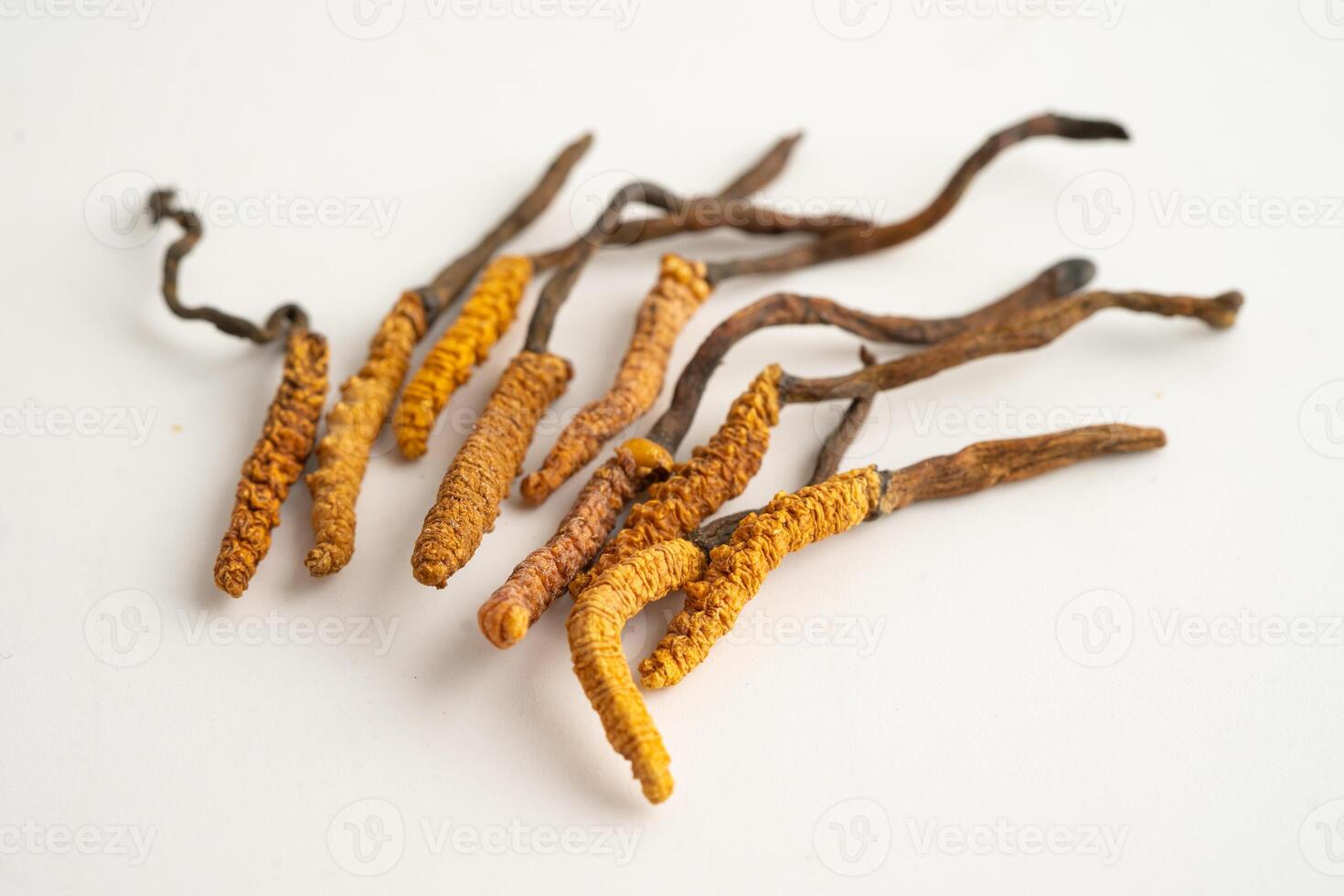Cordyceps or Ophiocordyceps sinensis mushroom herb is fungus for used as medicine on white background. photo