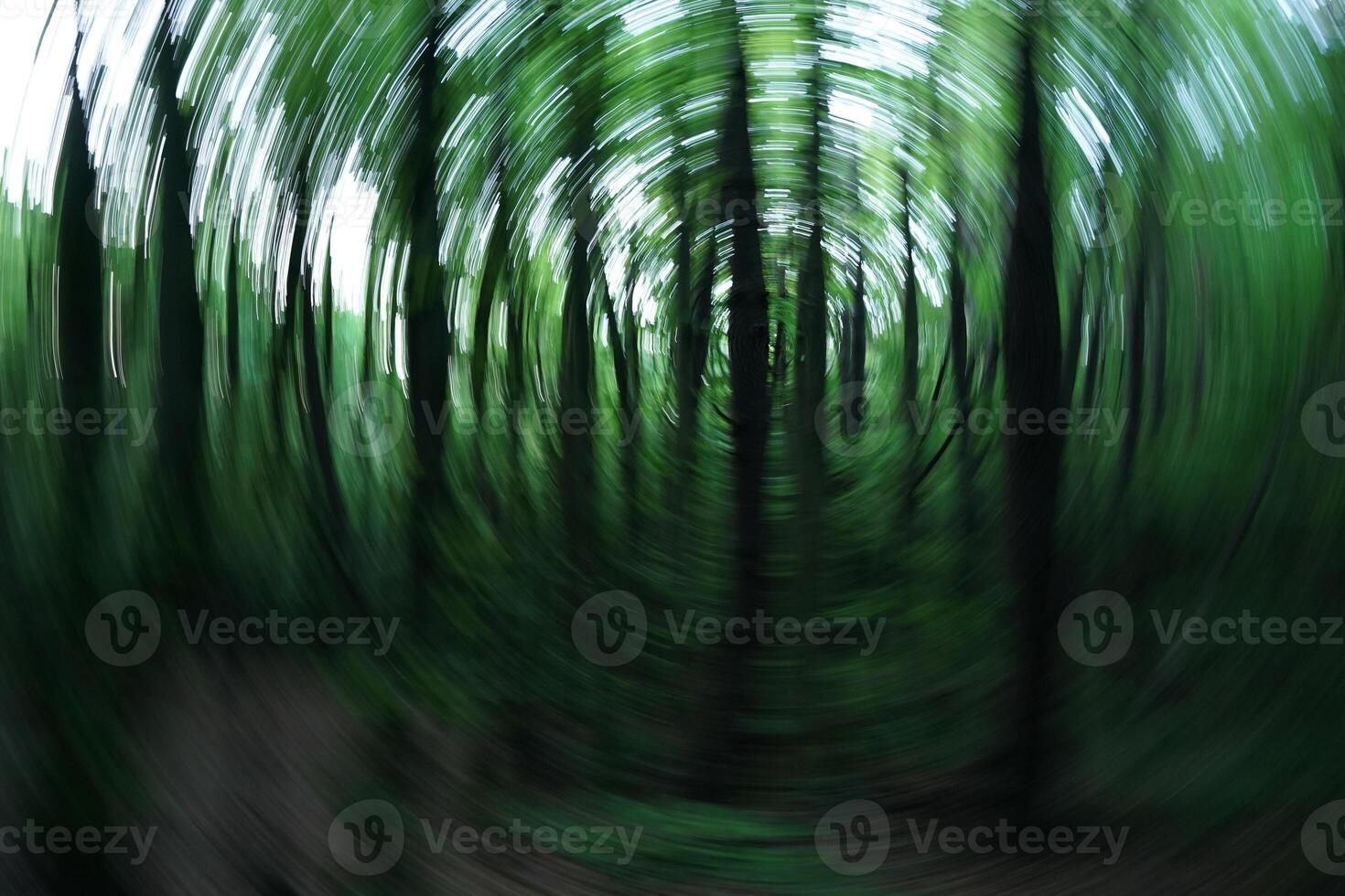 Blury view of a Trees in a Forest photo