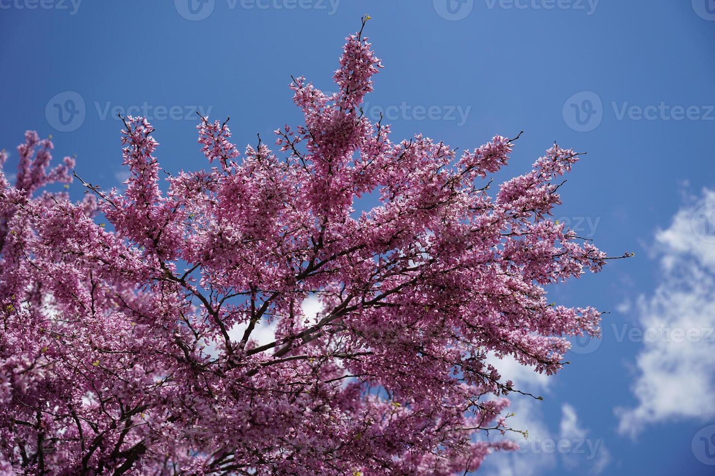 Blossom Flower on Tree Branch photo