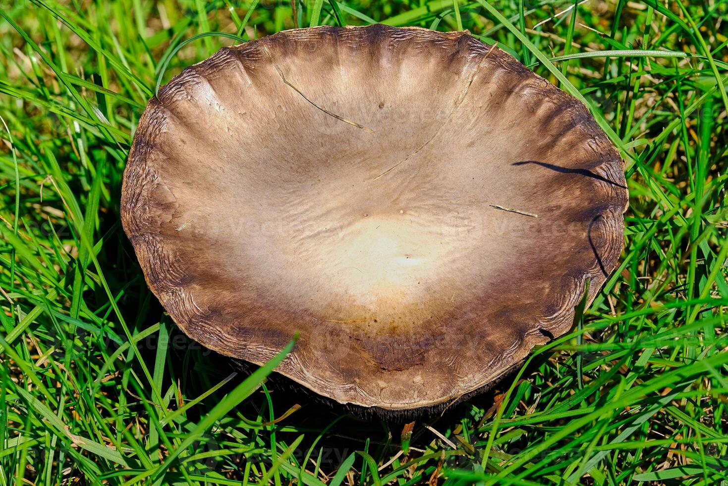 The top of a large brown mushroom in a lawn photo