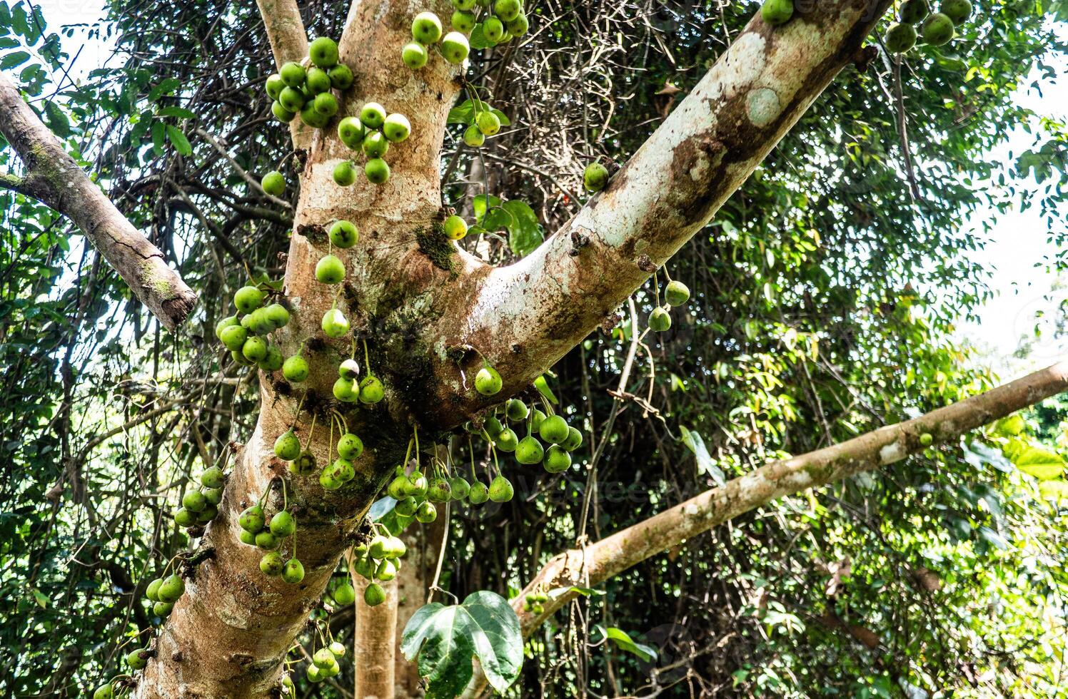 Tropical plants flowers southeast asia jungle lush green rich photo