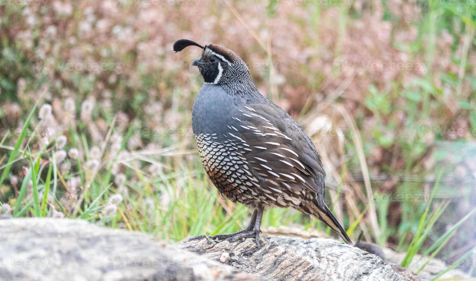 Quail bird close up feathers in nature background New Zealand photo