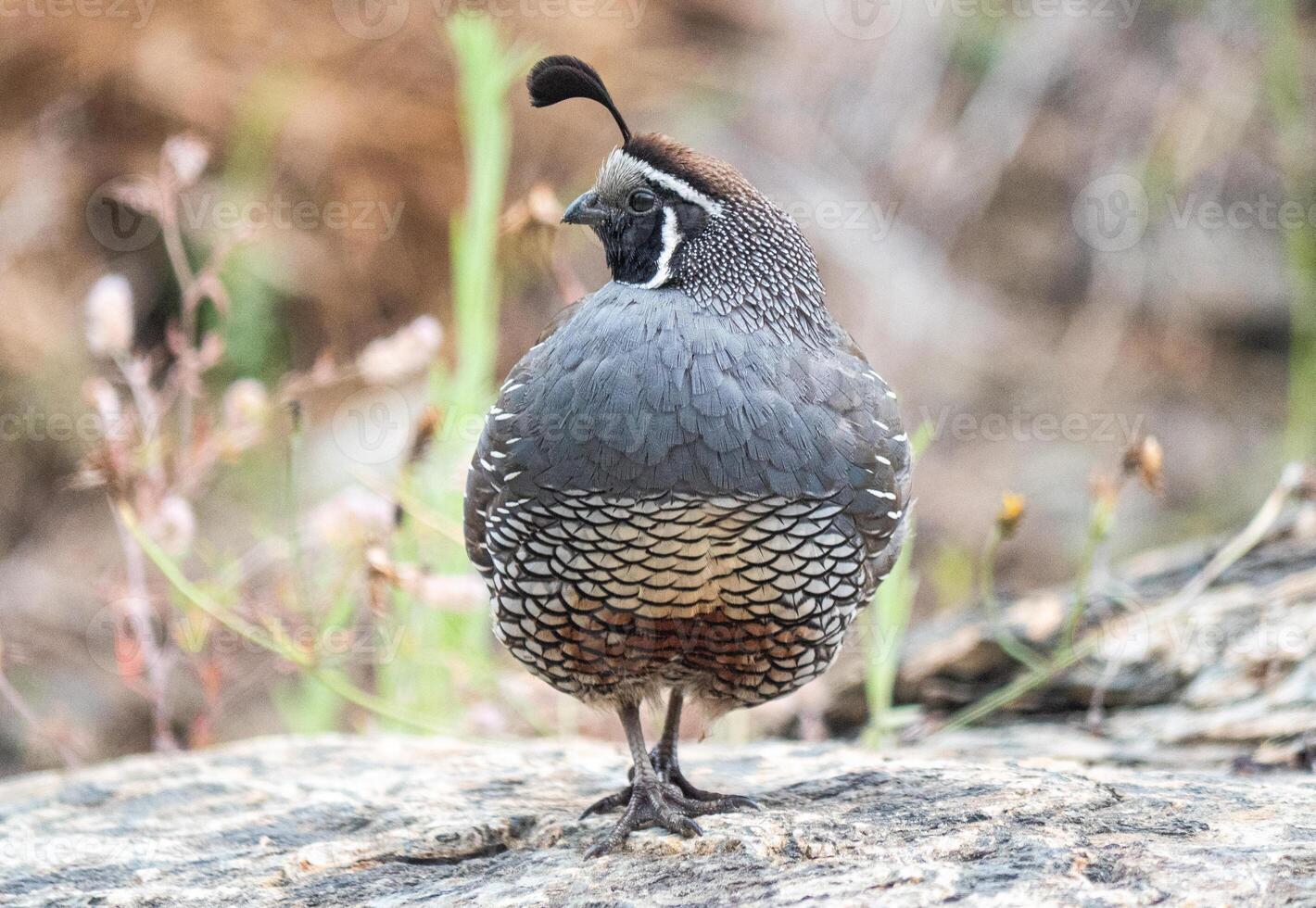 Quail bird close up feathers in nature background New Zealand photo