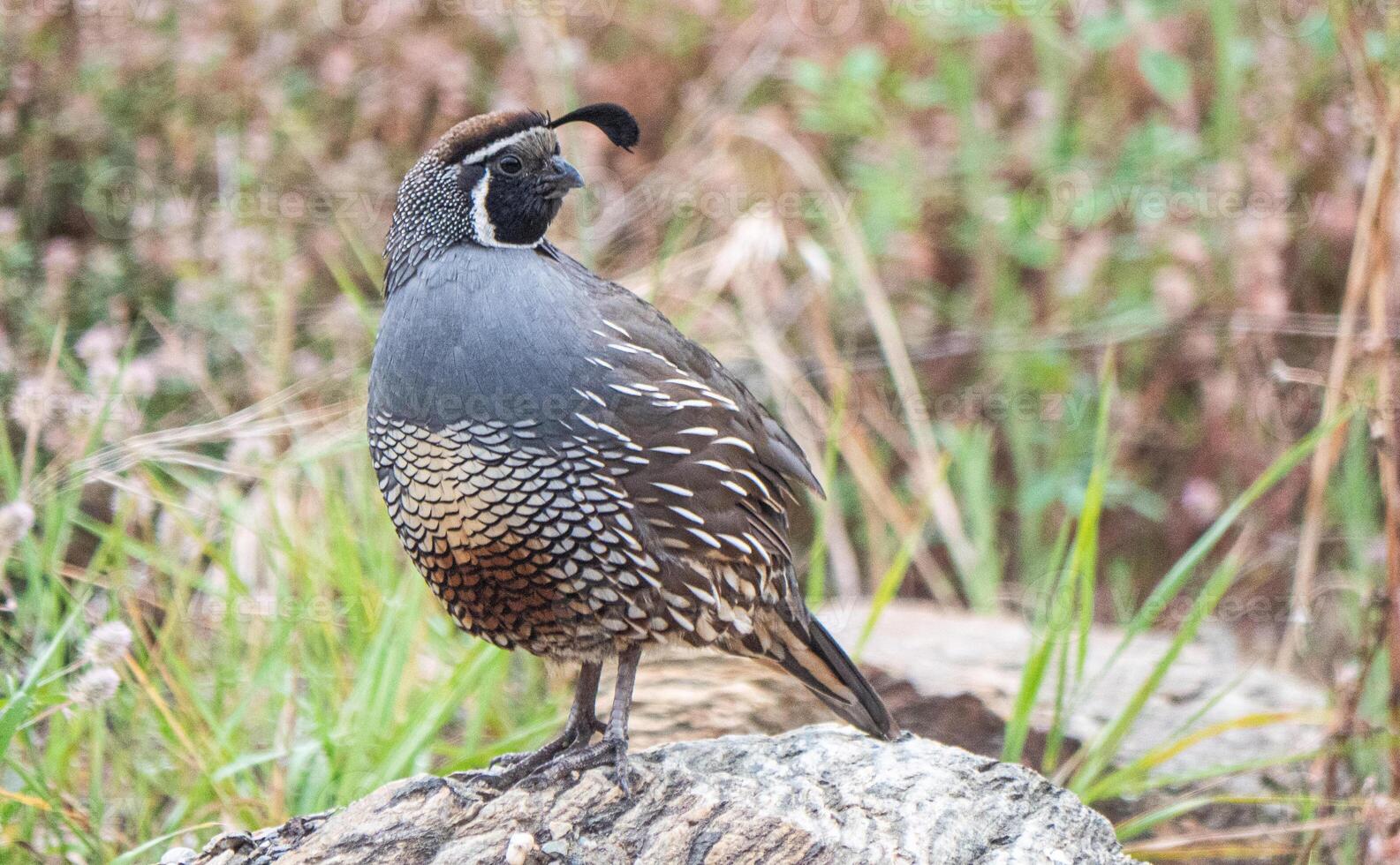 Quail bird close up feathers in nature background New Zealand photo