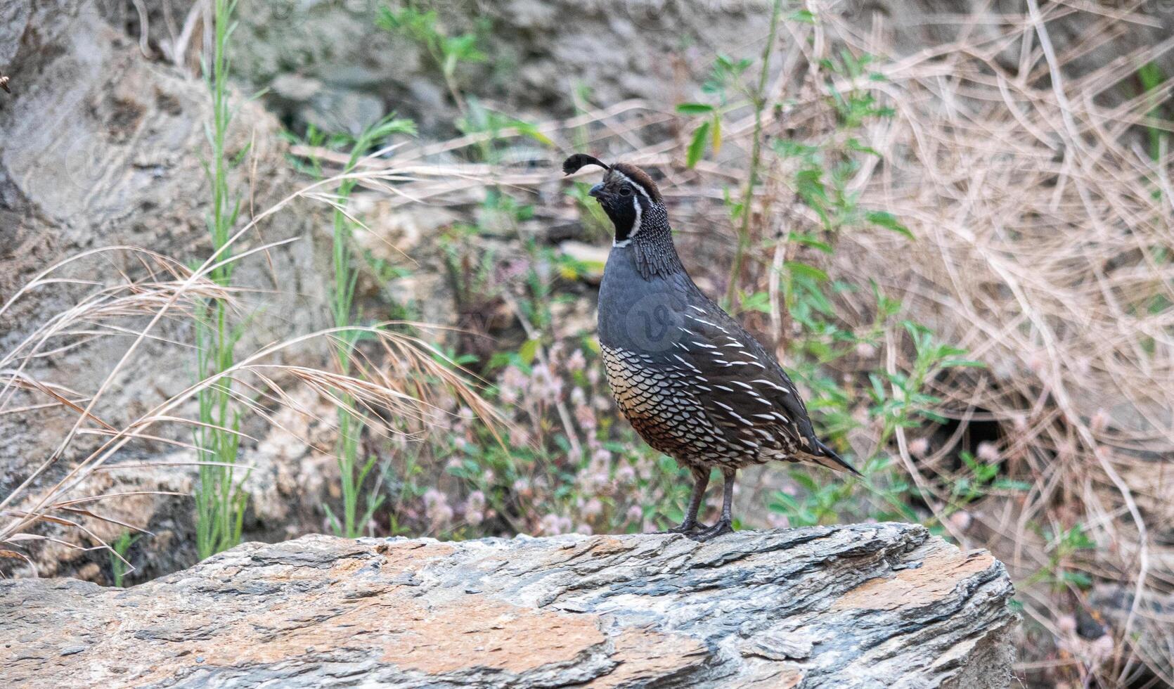 Quail bird close up feathers in nature background New Zealand photo