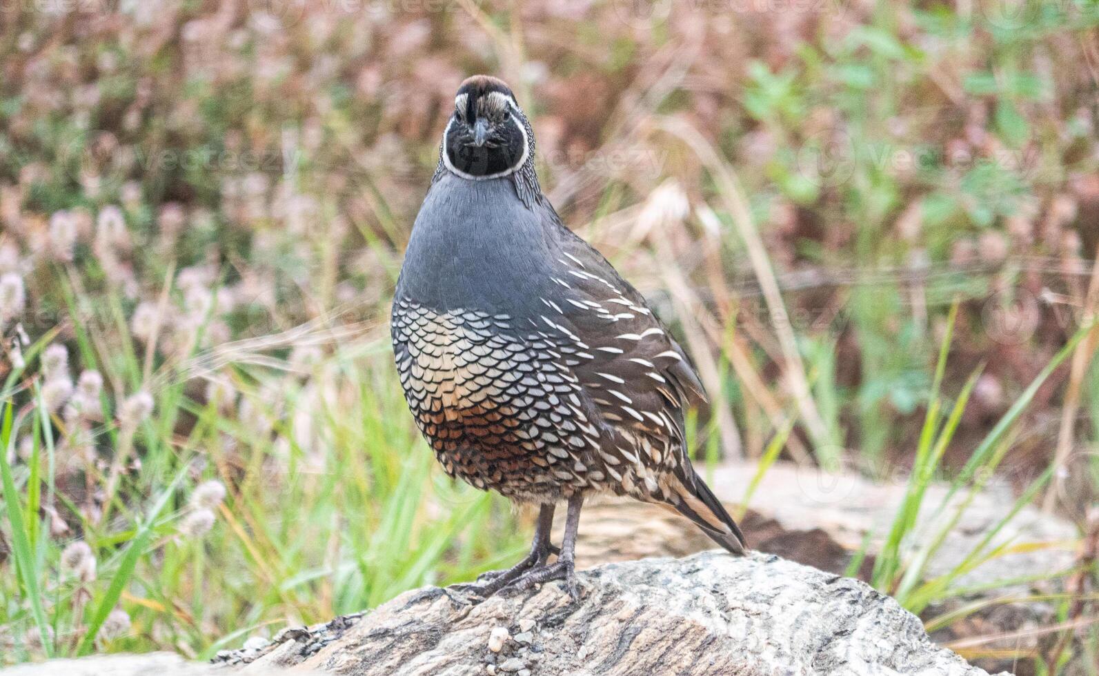 Quail bird close up feathers in nature background New Zealand photo