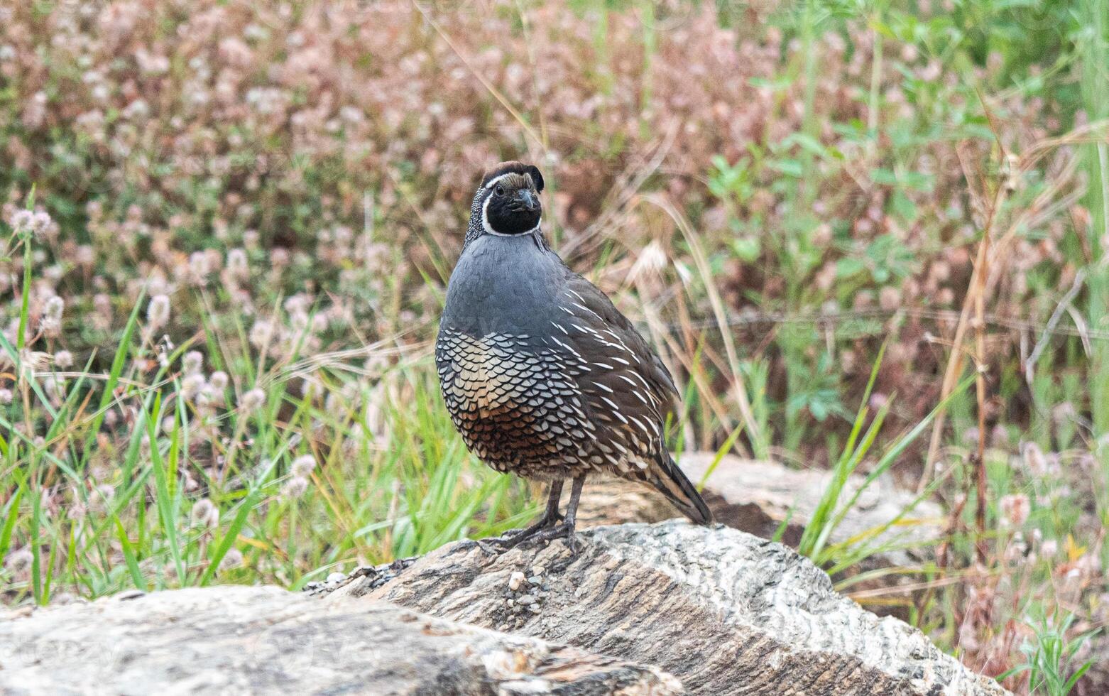 Quail bird close up feathers in nature background New Zealand photo