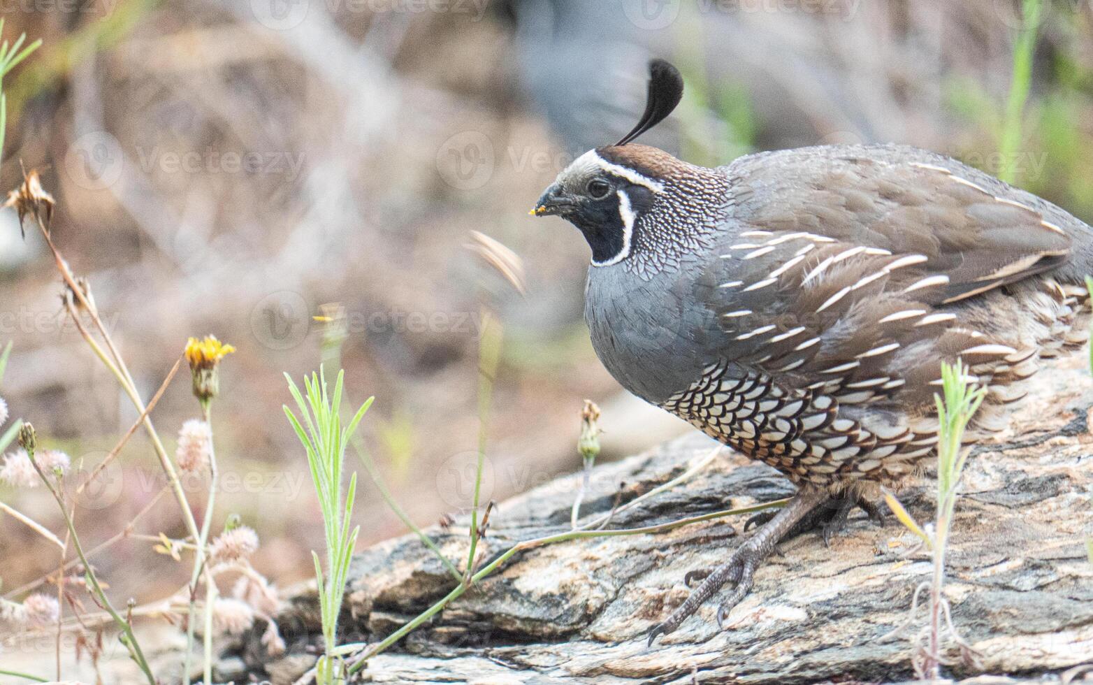Quail bird close up feathers in nature background New Zealand photo