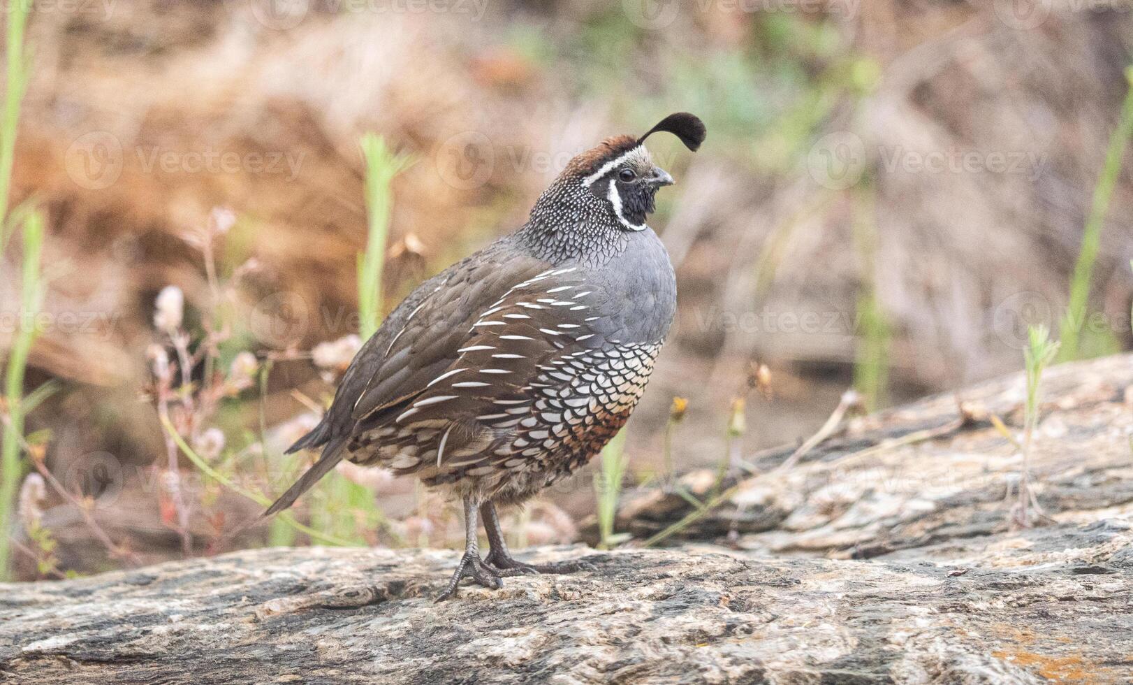 Quail bird close up feathers in nature background New Zealand photo