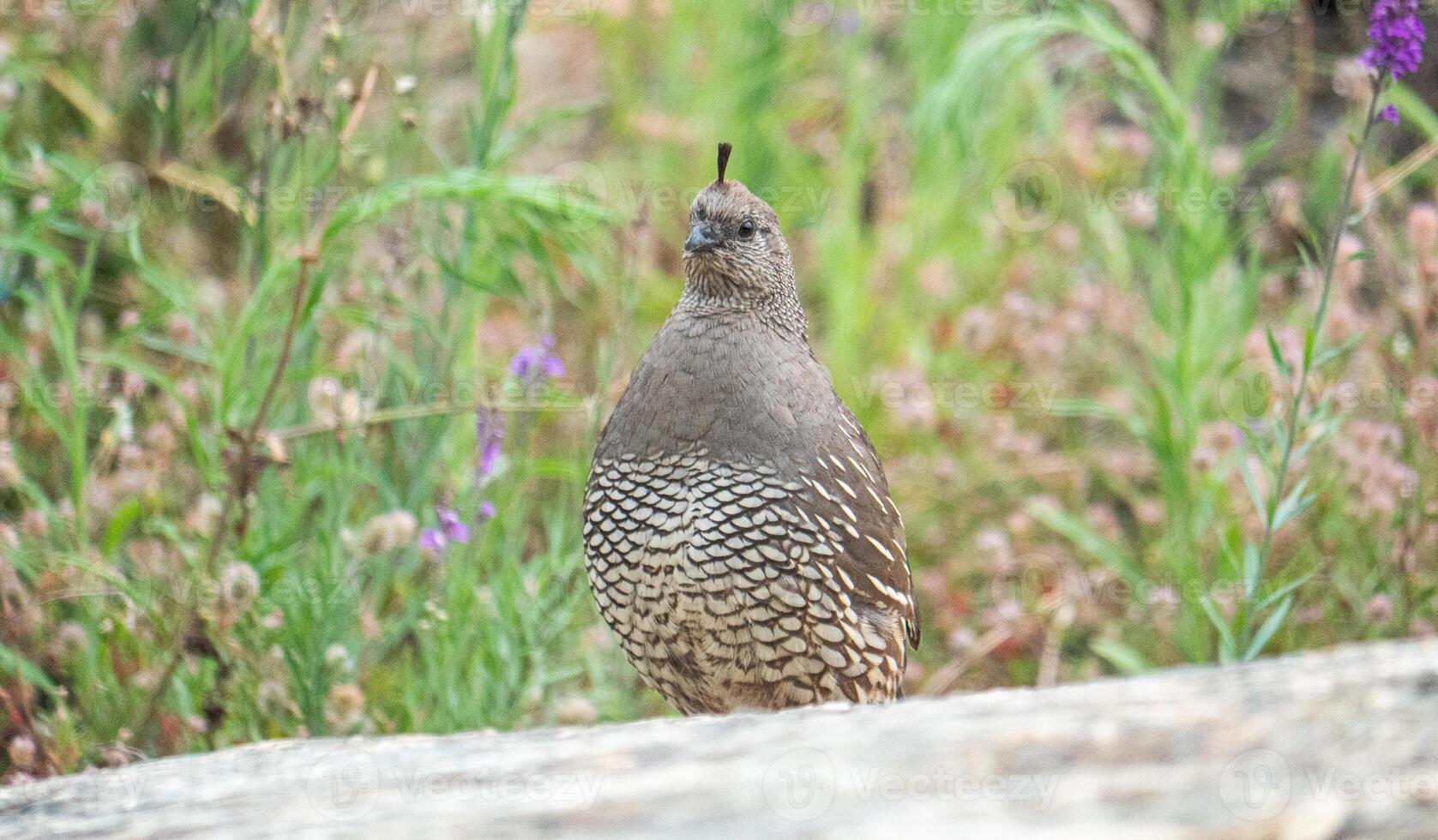 Quail bird close up feathers in nature background New Zealand photo