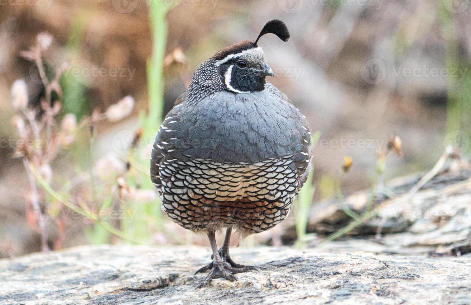 Quail bird close up feathers in nature background New Zealand photo