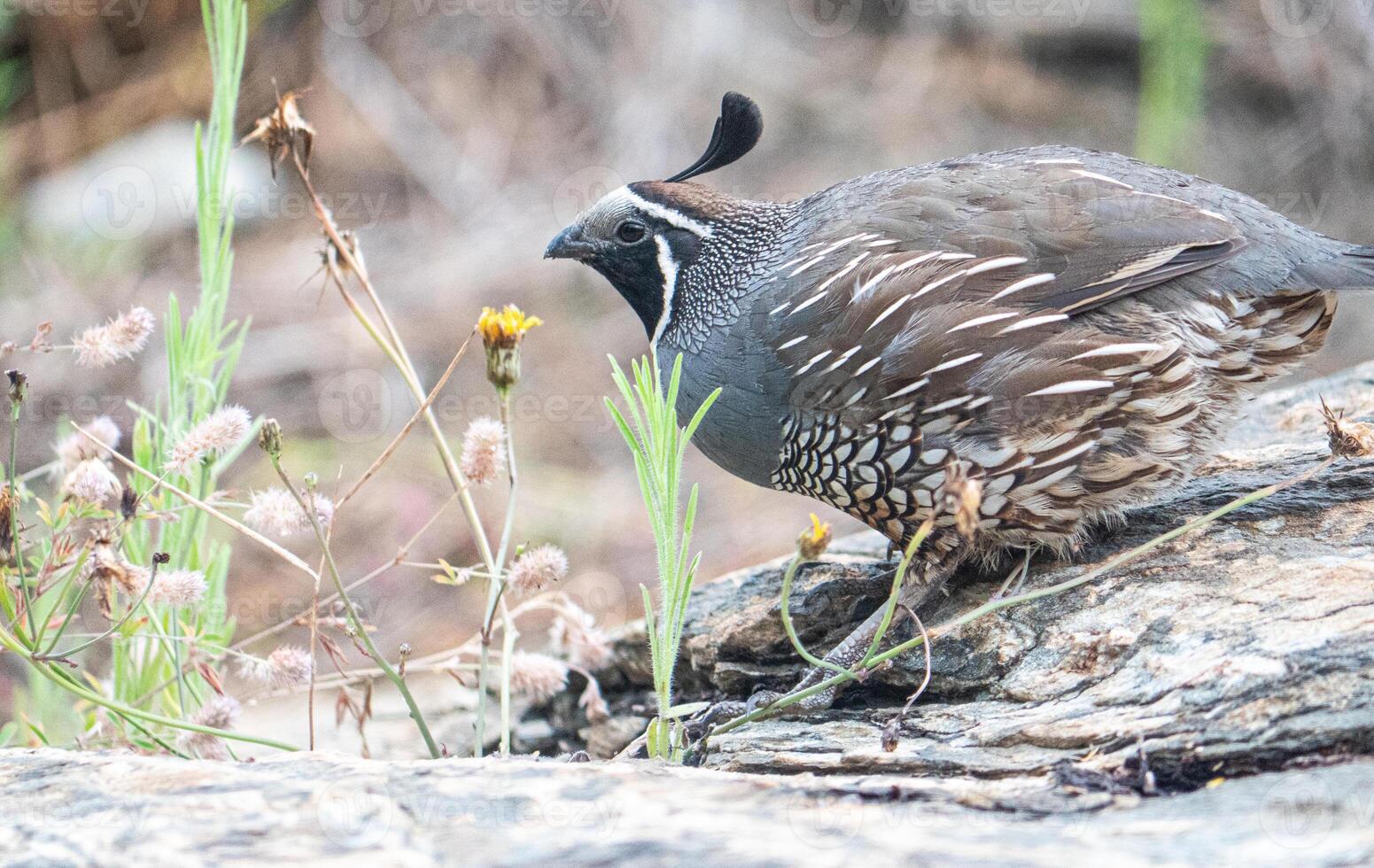 Quail bird close up feathers in nature background New Zealand photo