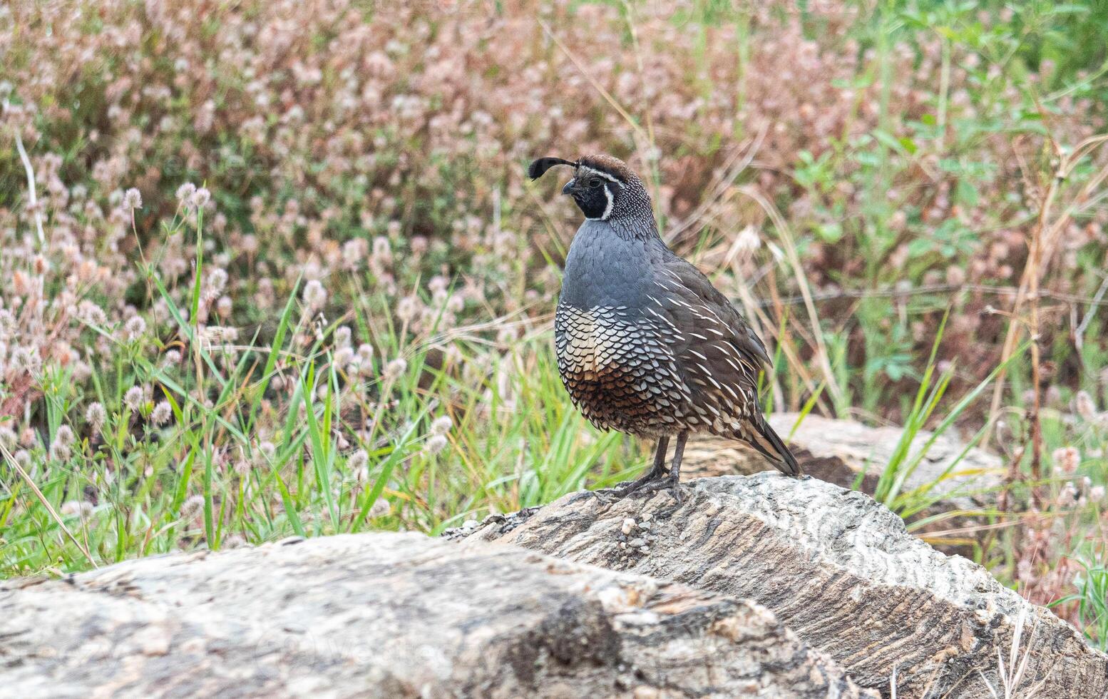 Quail bird close up feathers in nature background New Zealand photo
