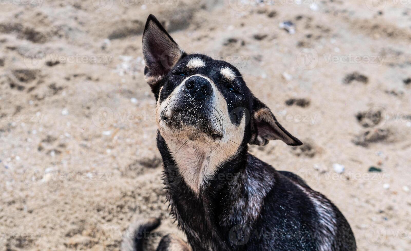 Stray dog in the sand relaxing enjoying tropics photo