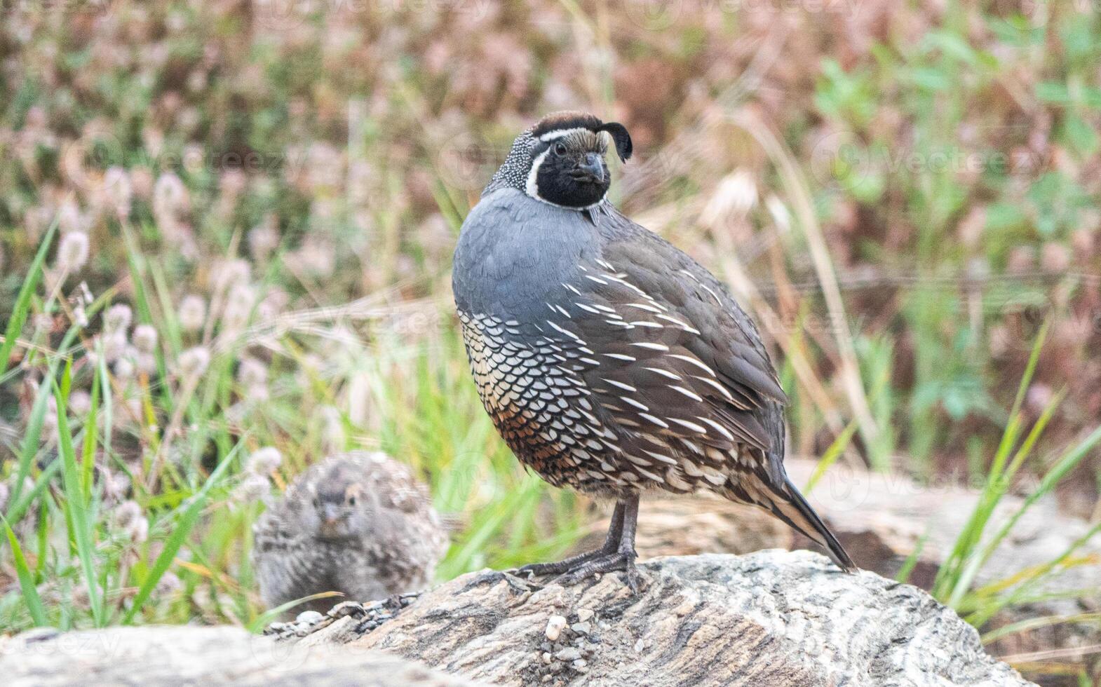 Quail bird close up feathers in nature background New Zealand photo