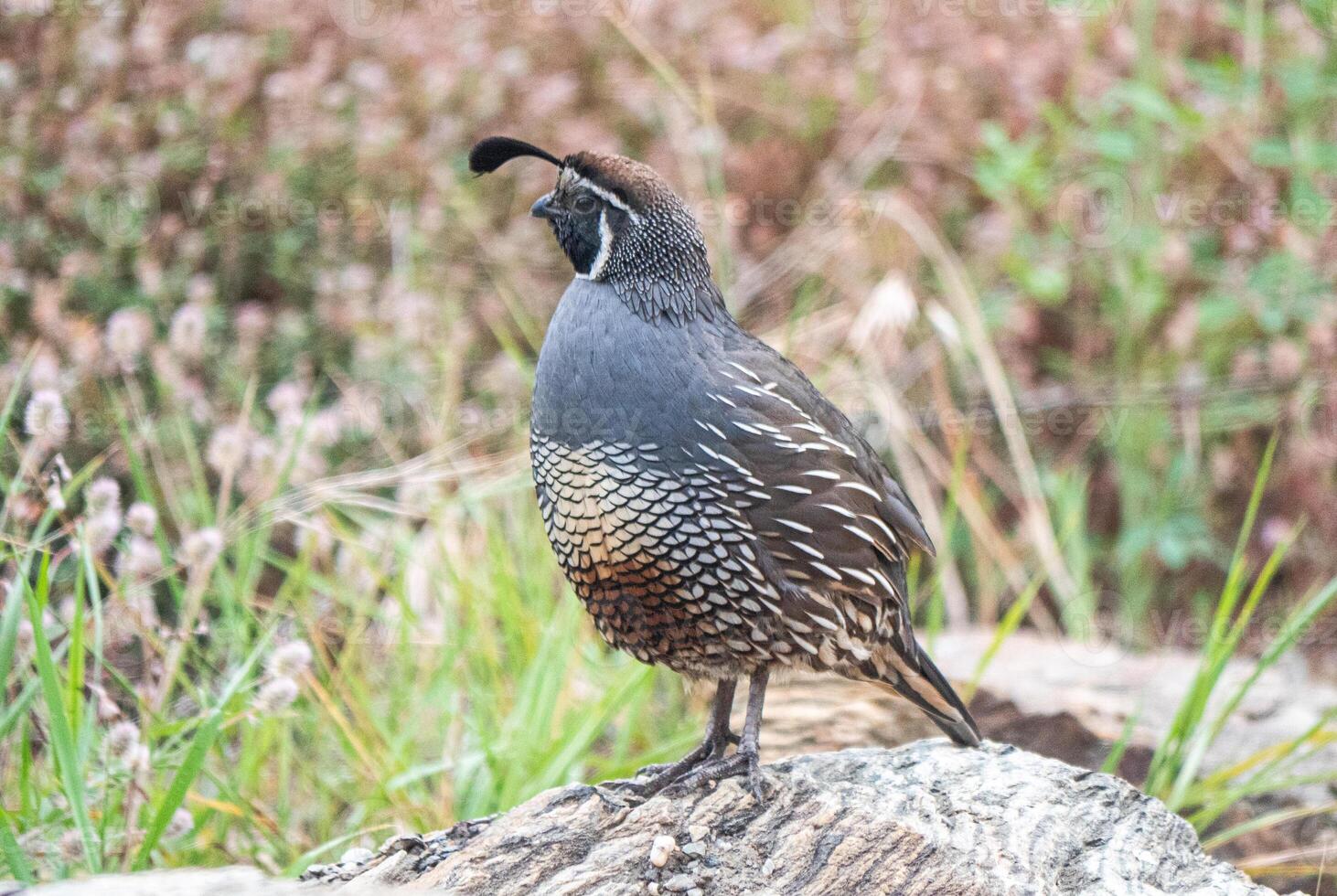 Quail bird close up feathers in nature background New Zealand photo