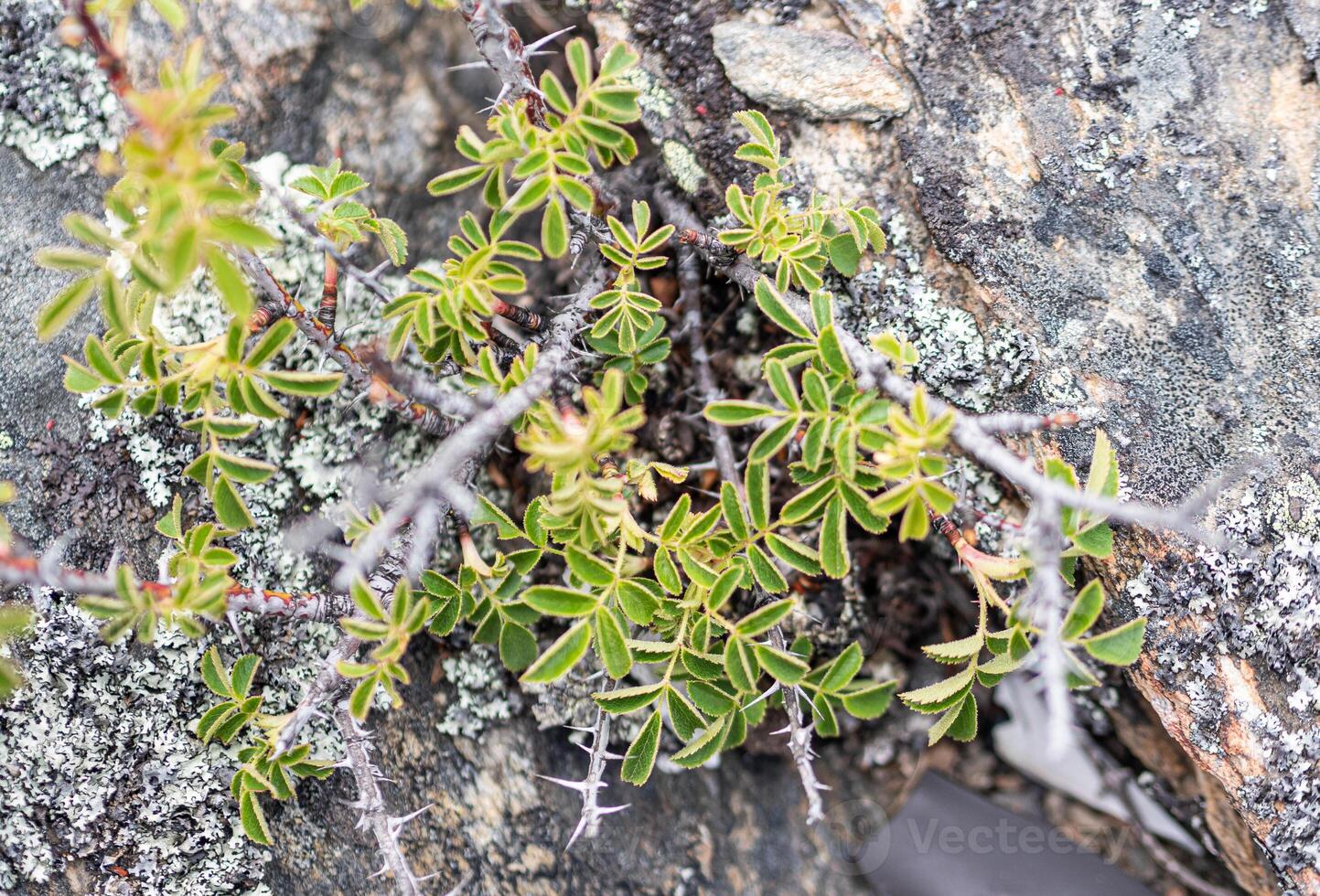 Bush branch with green leaves with rock background photo