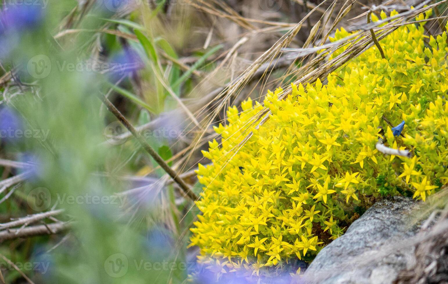 Beautiful yellow spring flowers delicate nature fragile close up photo