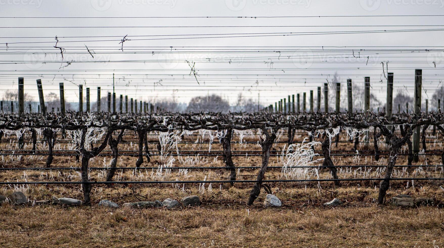 Winery grape rows plants covered in frost New Zealand wines photo