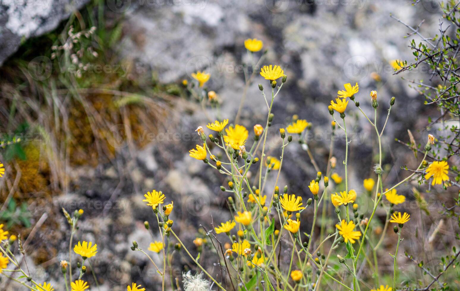 Beautiful yellow spring flowers delicate nature fragile close up photo
