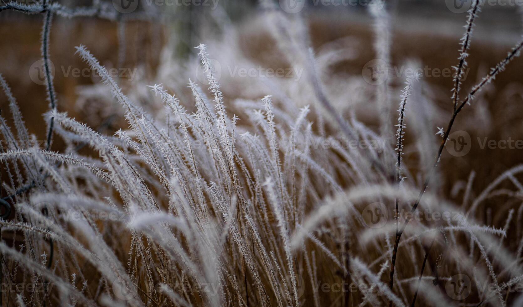 Plants covered in frost hoar close up delicate photo