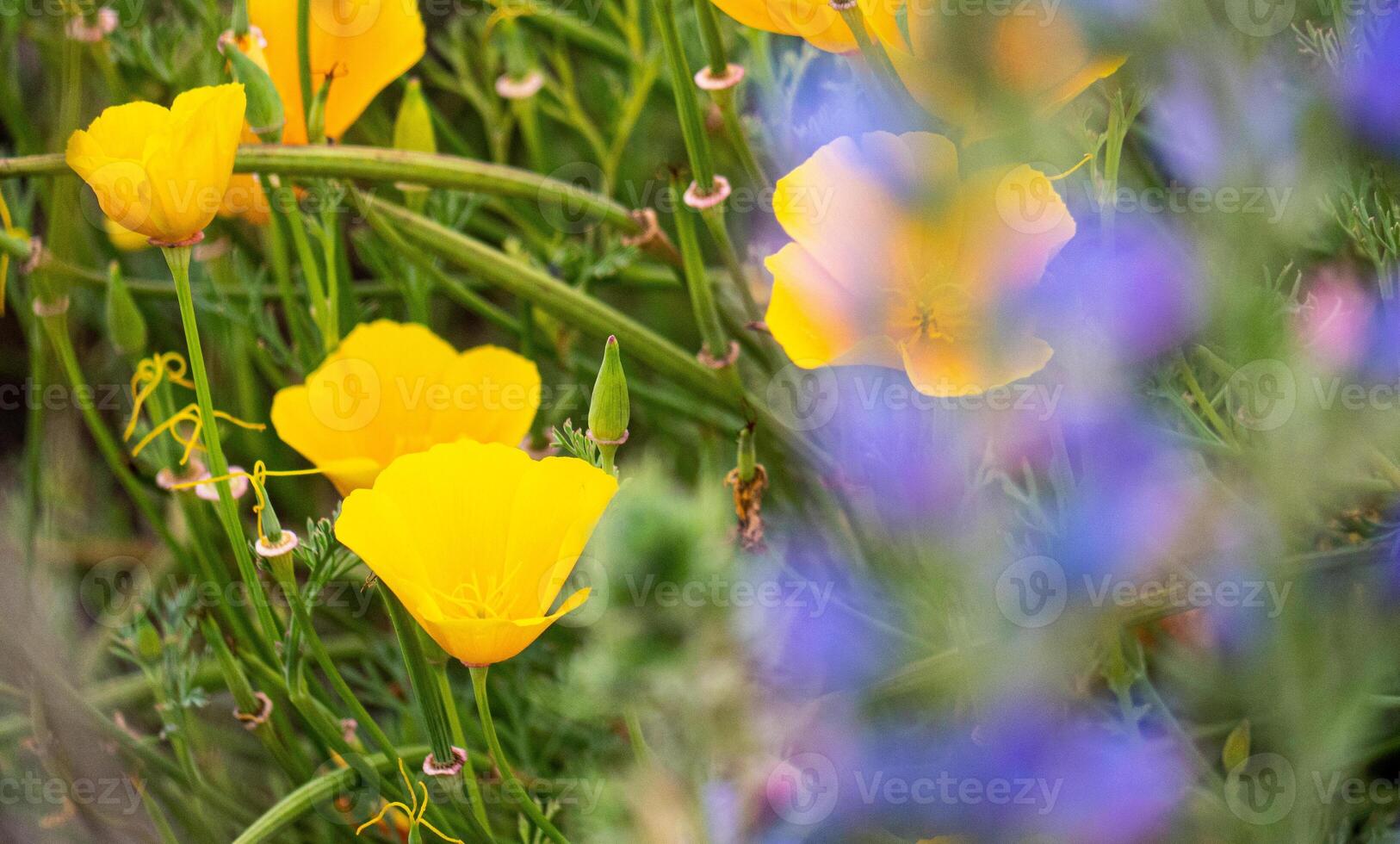 Beautiful yellow spring flowers delicate nature fragile close up photo