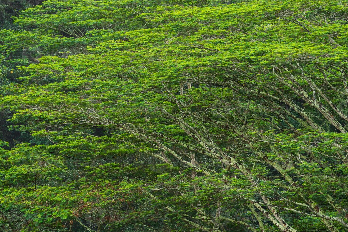 Rainforest Vegetation on the Island of Kauai, Hawaii. Scenes from Hawaii. photo
