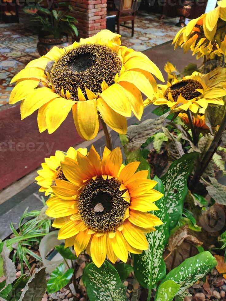 A group of yellow sunflowers in a pot photo