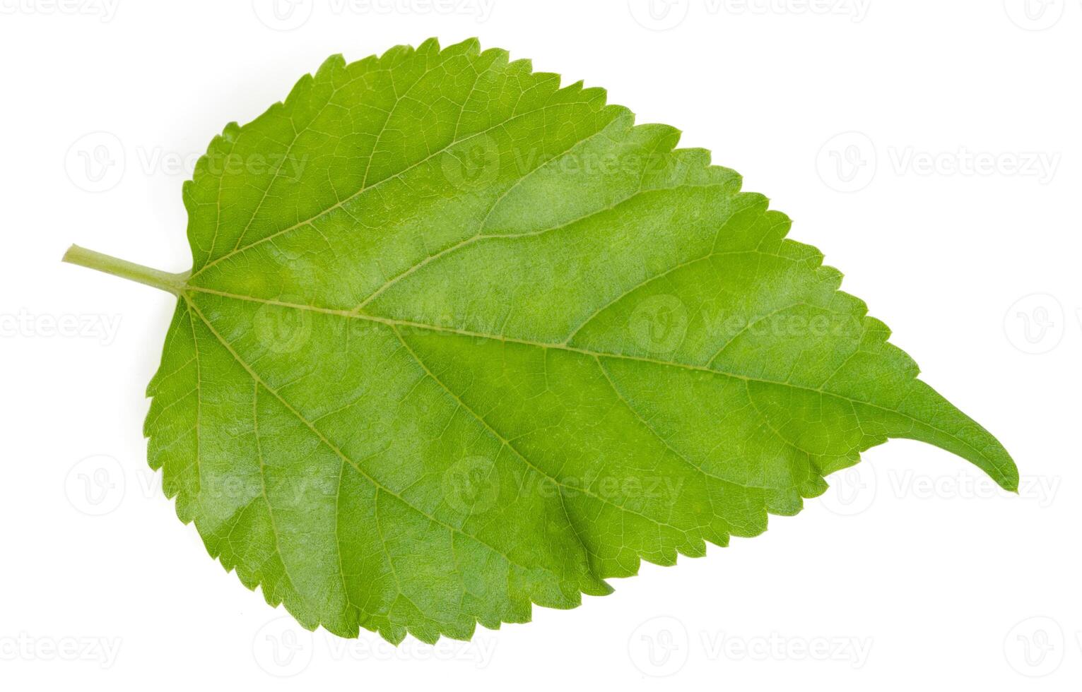 top view hibiscus leaves green on white background. photo