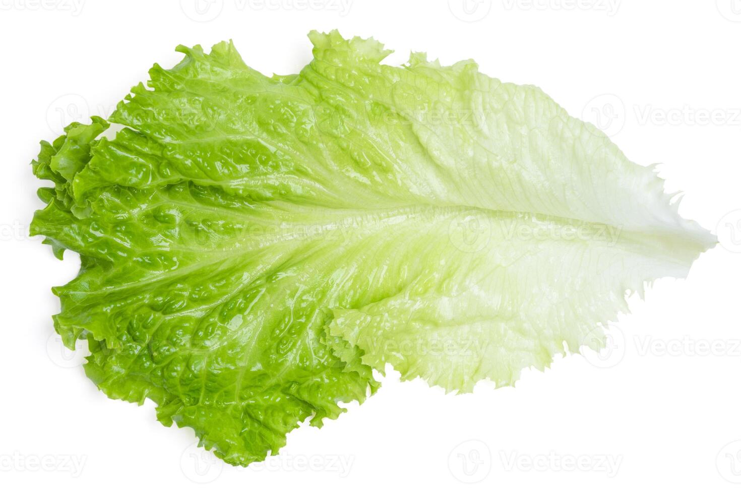 Top view leaves fresh chinese cabbage on white background. photo