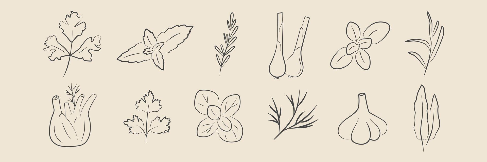 Condiment sketch. Hand drawn illustration of spice and vegetables vector